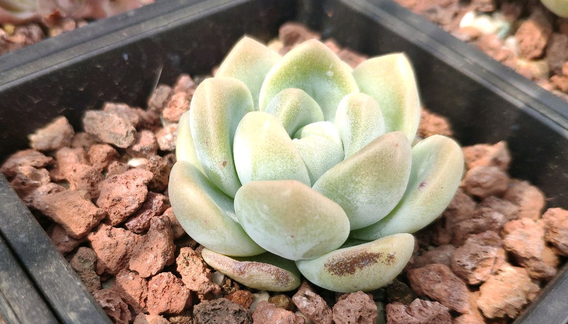 多肉被冬天的太阳晒伤了怎么办,多肉从室内搬到室外叶子晒伤了