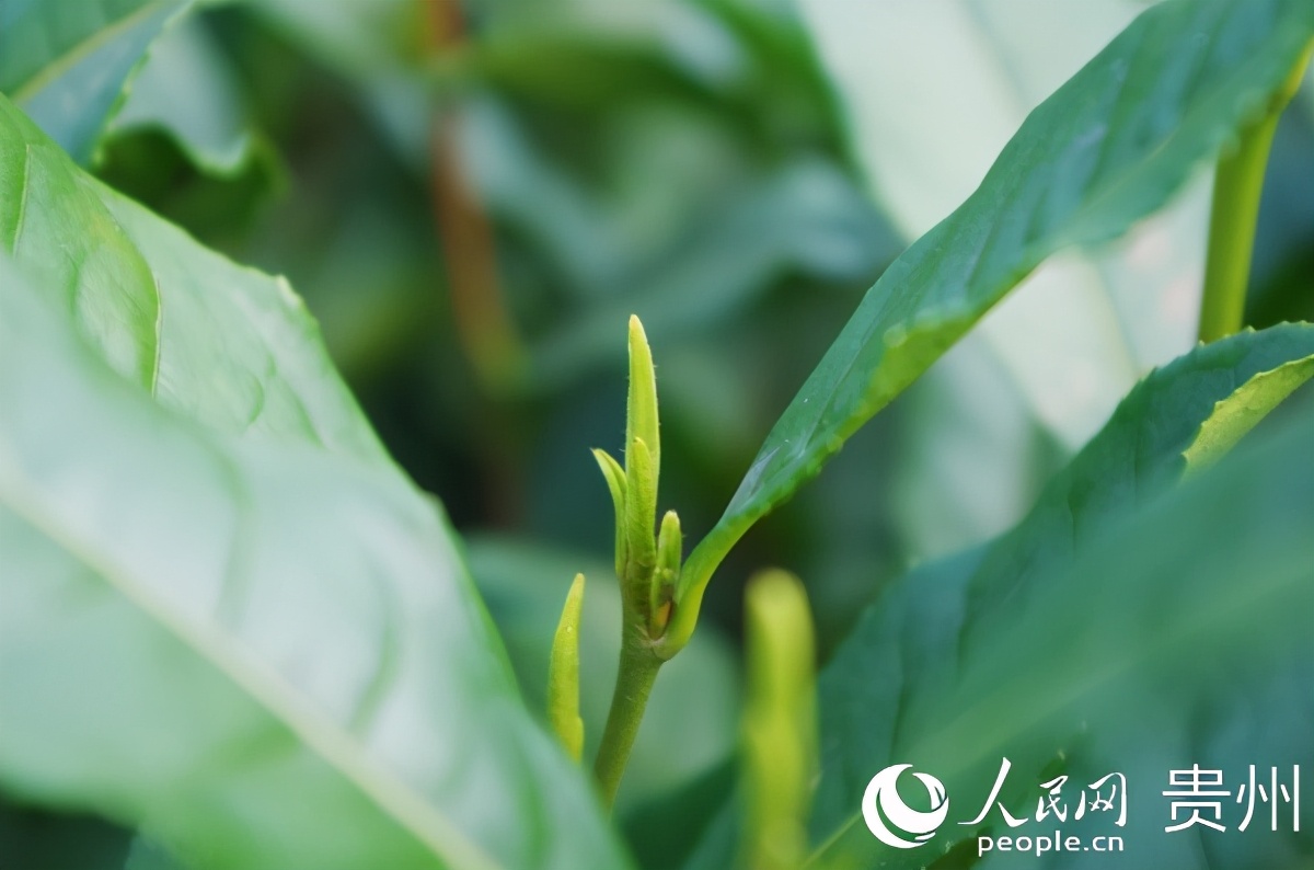 新春走基层农行人,新春走基层贵州千户苗寨