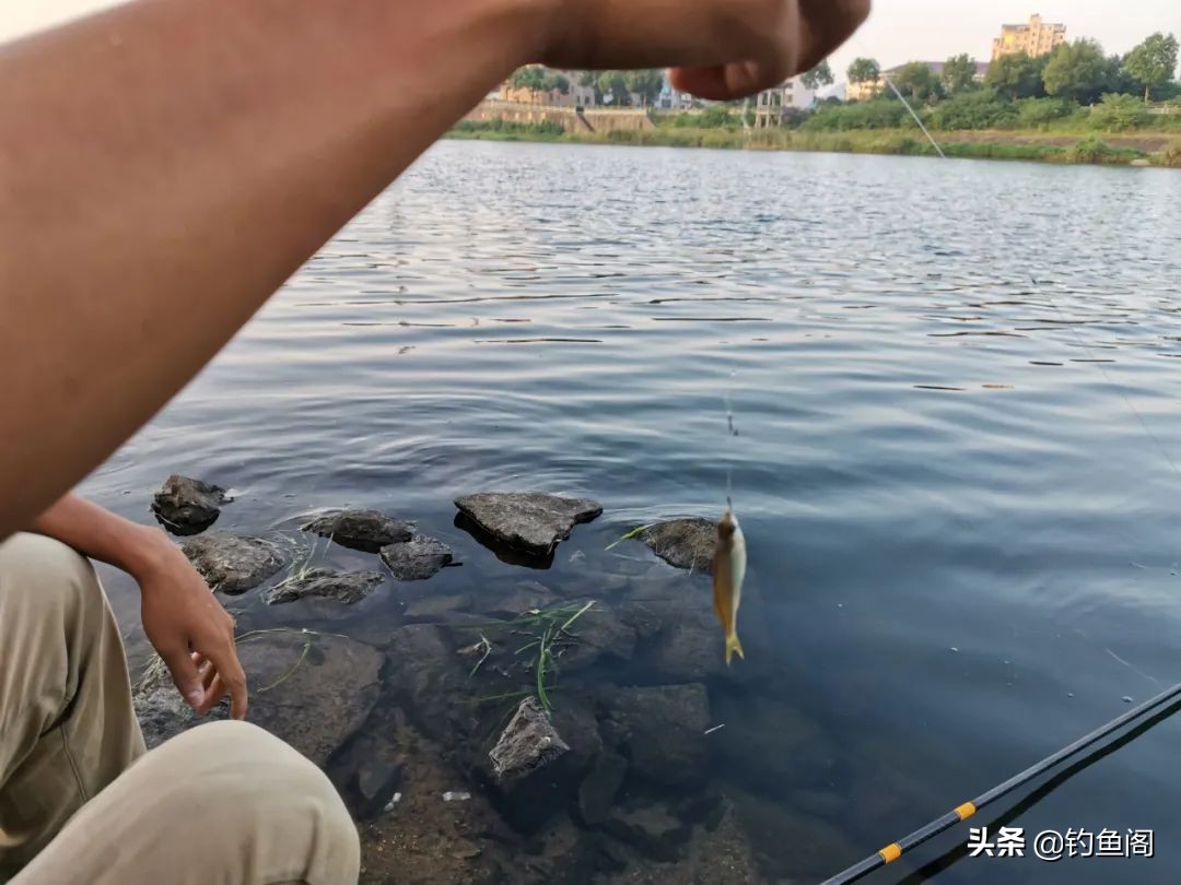 新手学钓鱼该买什么样的套装好,新手学钓鱼应该用哪种竿