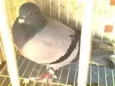 鸽子终身携带毛滴虫，高温高湿季节尤其严重，预防是重中之重