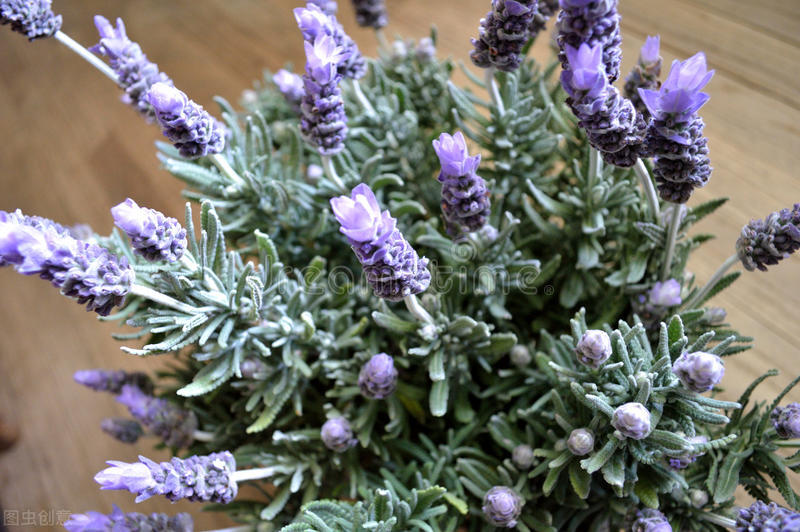 驱赶蚊虫最好养的植物,家里蚊子太多防蚊虫的花草