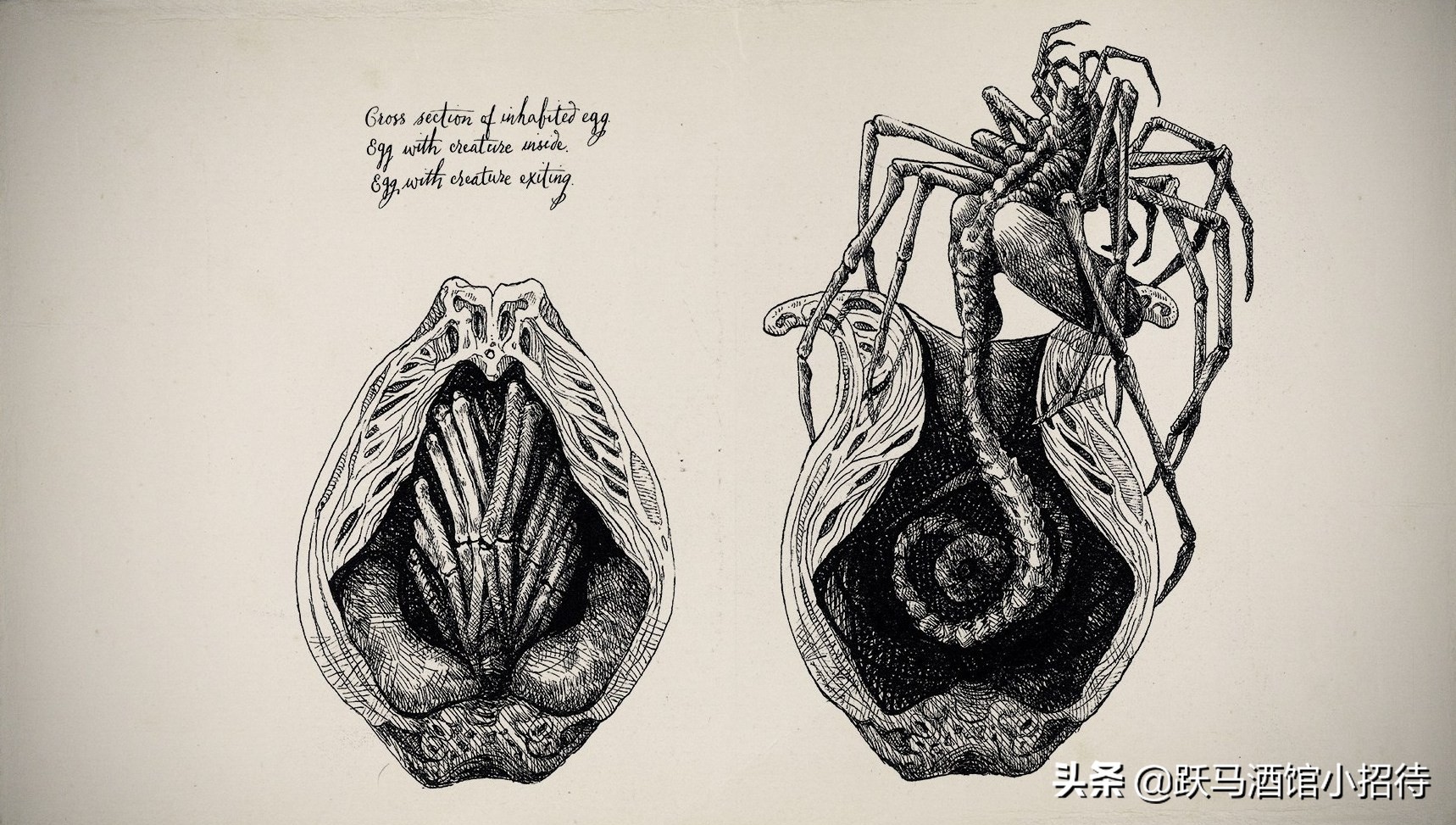 异形是大卫创造的吗,异形大卫的实验室原版