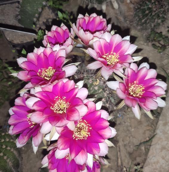 仙人掌类植物养殖方法和注意事项,仙人掌植物的养殖方法和注意事项