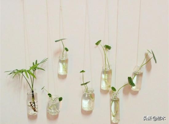办公室大盆水培植物推荐,办公室水培富贵竹一般养几根最好