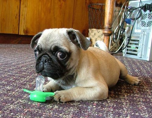 如果你有一只巴哥犬，那么不妨看看这篇文章，或许会收获许多