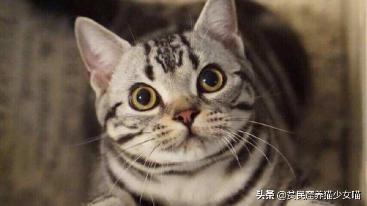 最受欢迎的猫咪品种排行榜,十大最受欢迎的猫咪品种