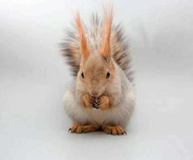 哪些宠物鼠聪明可爱又好养,盘点那些适合当宠物的鼠类