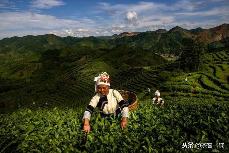 云南低价茶叶价格表,云南茶叶价格表明细