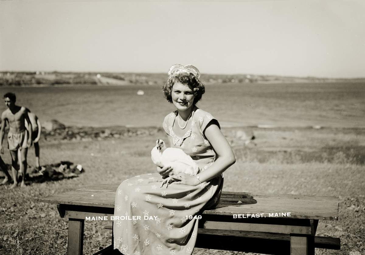 速生鸡与白羽鸡是什么,白羽鸡养殖技术和方法图解