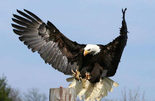 人不吃野生动物,老鹰不吃喜鹊是怎么回事