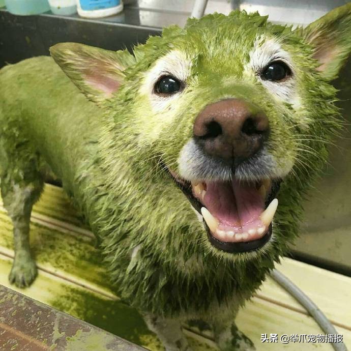 敬业狗狗霸气为牛群开路,敬业的狗狗