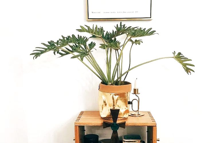 小天使植物养护,小天使植物的养护