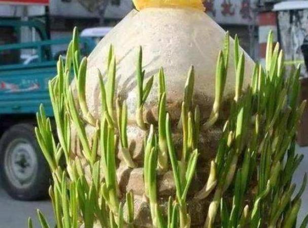 家用塑料桶怎么改花盆,塑料桶怎么做花盆架子视频教程