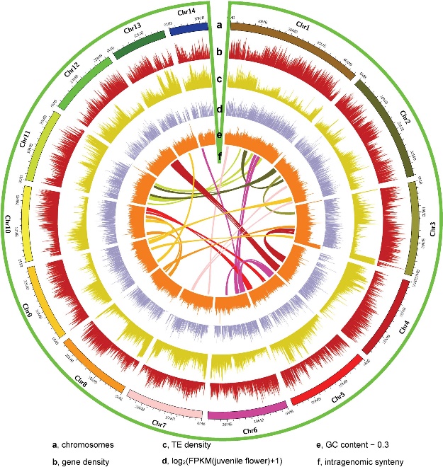 睡莲科植物特征,植物进化史睡莲