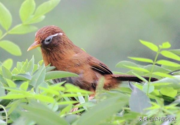 画眉鸟有血虫如何治疗,画眉鸟有血螨怎么处理