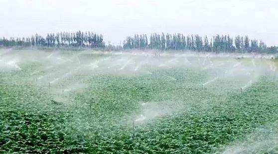 爽口龙须,脆脆的龙须