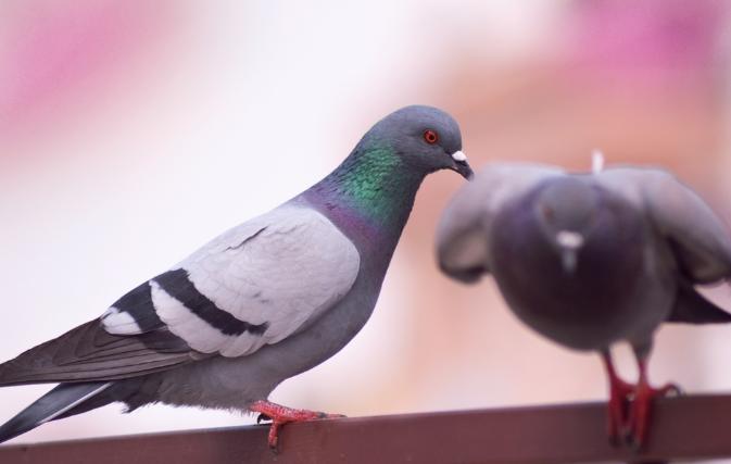 赛鸽换羽毛最好的方法,怎么做鸽子羽毛