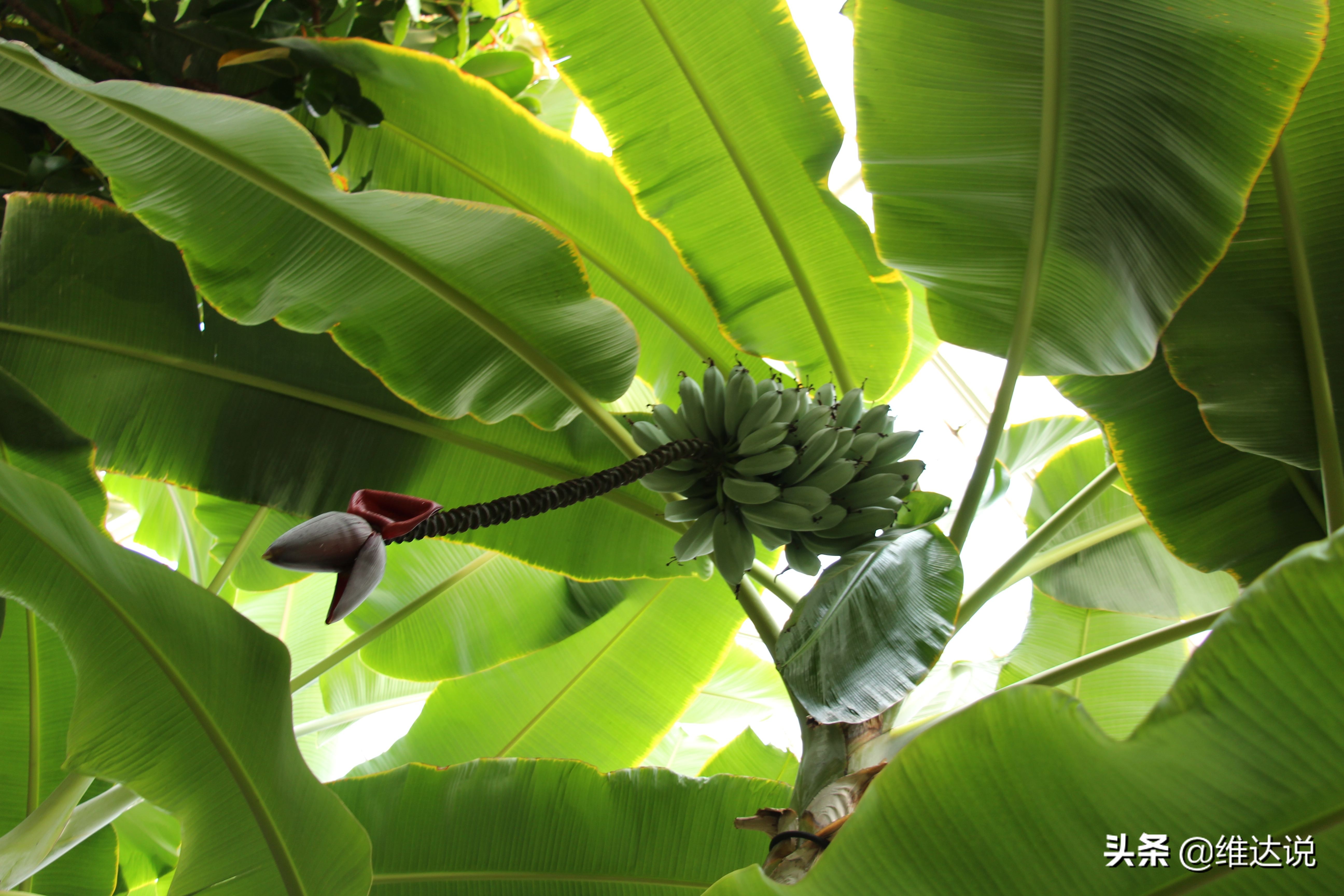 长得像香蕉树的图片,长得像香蕉但里面全是籽