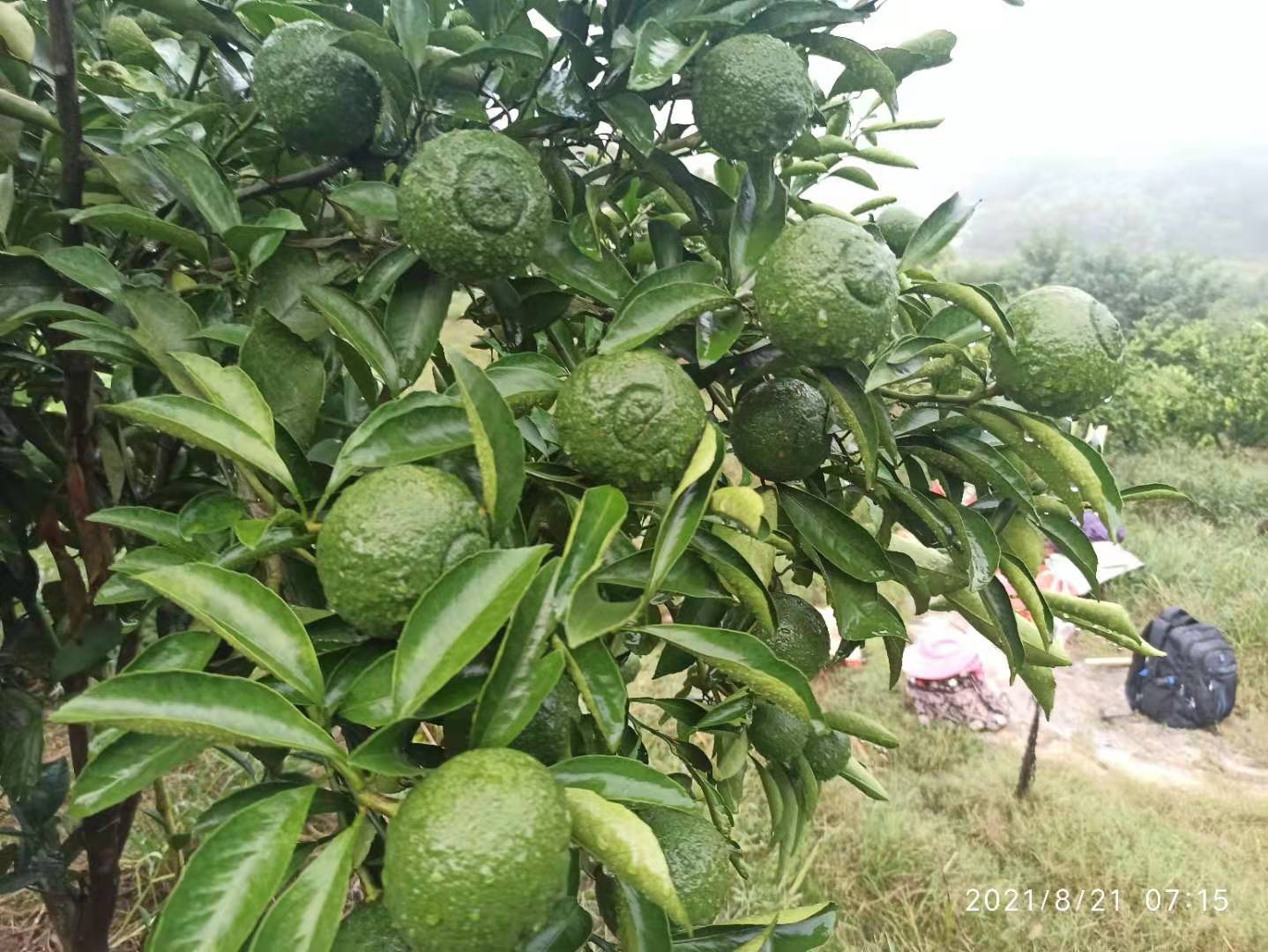 柑橘空中生根繁殖法,怎样繁殖柑橘幼苗