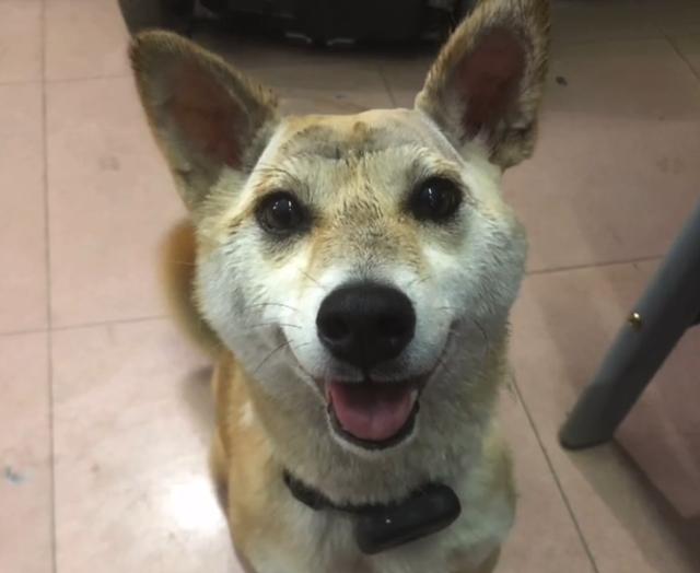 粘鼠板粘到狗身上怎么办,粘鼠胶粘到狗