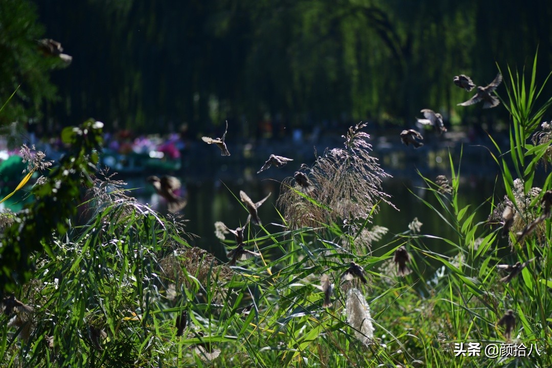 北京圆明园一日游推荐,圆明园秋色如画