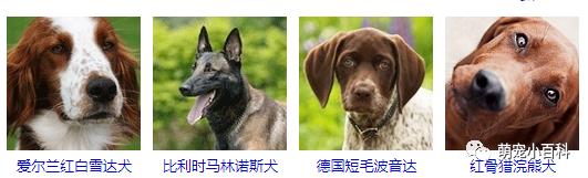 狗狗品种分类大全,狗狗品种鉴定