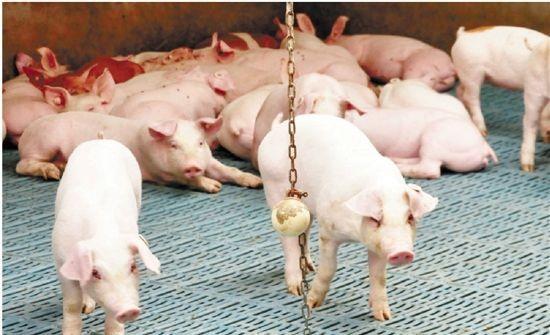 肥猪拉粪便干硬怎么治,100斤肥猪喘腹式呼吸什么原因