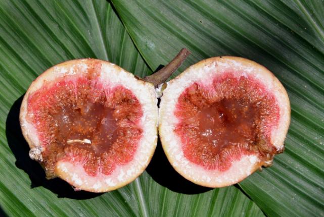 无花果只有叶子没有果子,纯天然无花果的味道