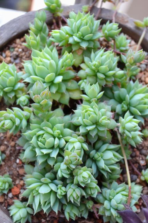 100种常见多肉植物图鉴收藏,1000种多肉植物图鉴及名字