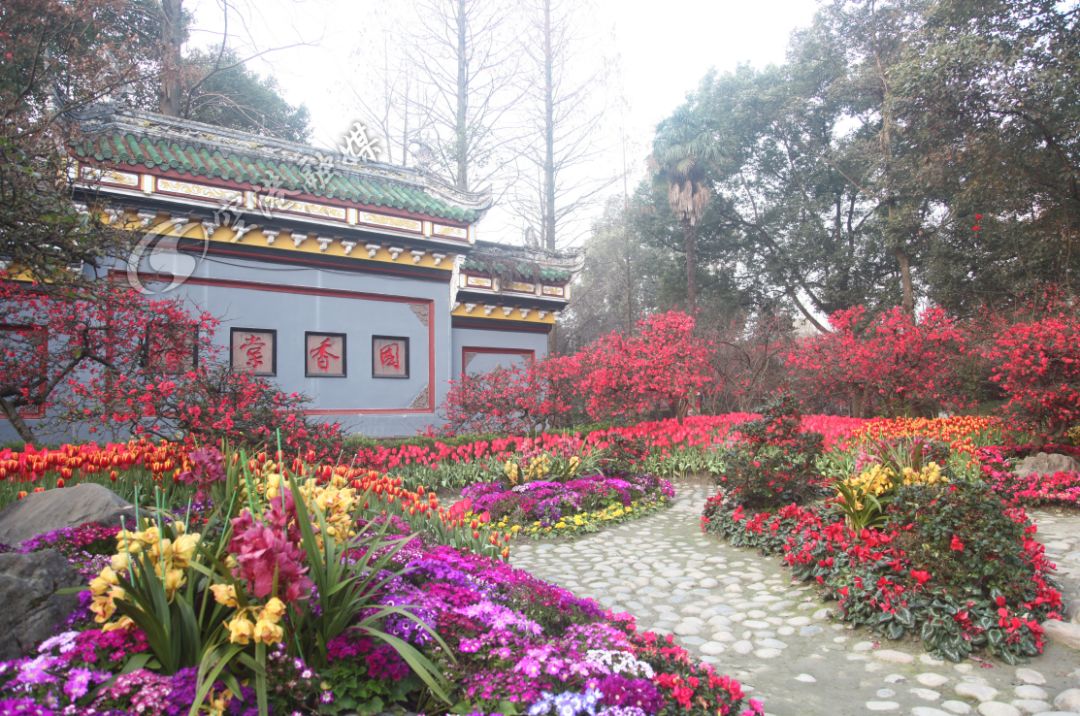 2020年4月成都双流赏花地点,双流踏青赏花地