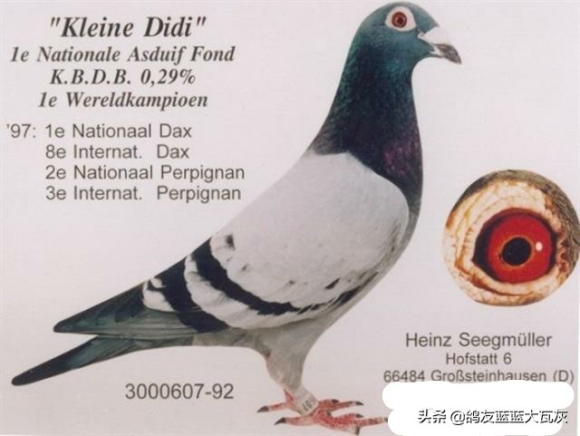 西格穆勒鸽配什么血统能飞,西格穆勒鸽系的主要特征