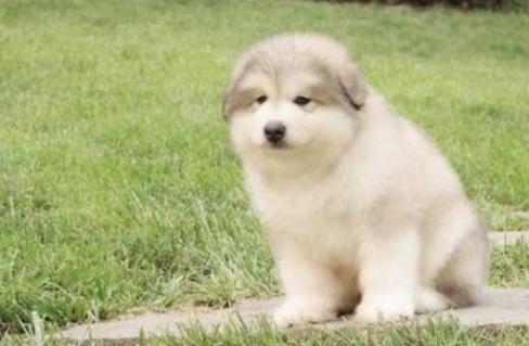 什么是狗狗的假孕,狗狗假孕是公狗的原因吗