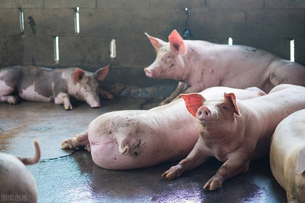 猪场消毒猪病防治,养猪人猪病防控方案