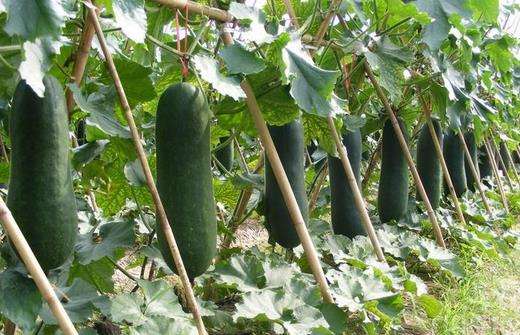 冬瓜枯萎怎么补救,石灰能治愈冬瓜的干枯病么