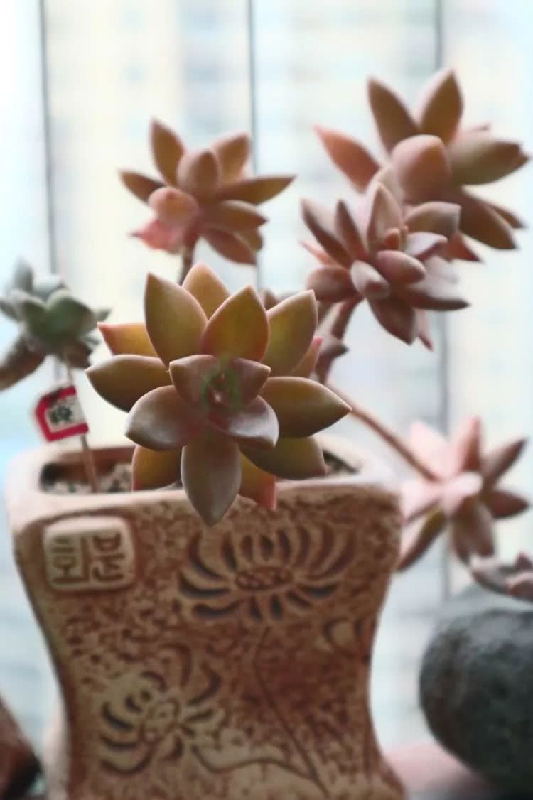 多肉名字怎么记,多肉的品种图片及名字寓意