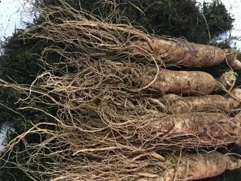 以防为主，综合防治，防好人参“五病一虫”，才能夺高产