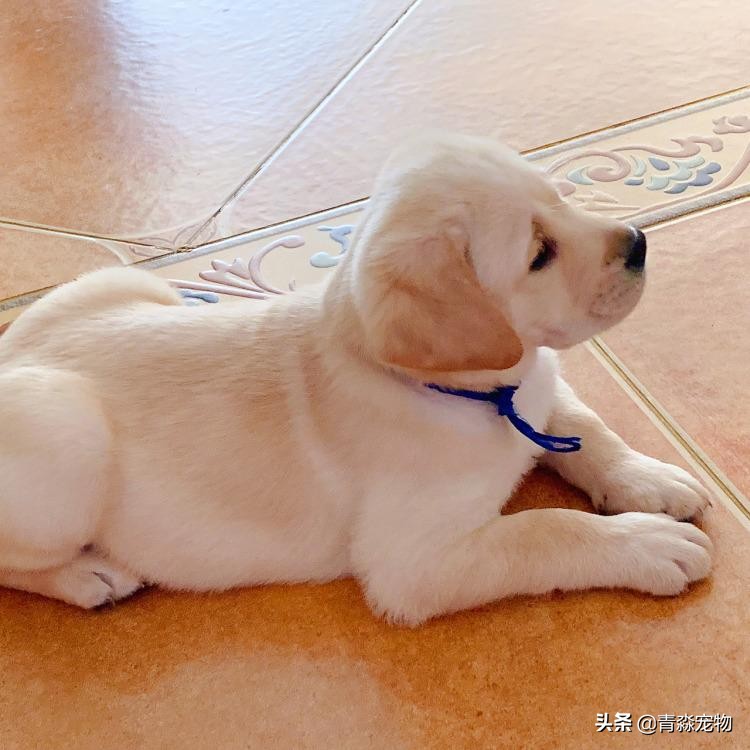 宠狗注意事项,宠兽小知识大全