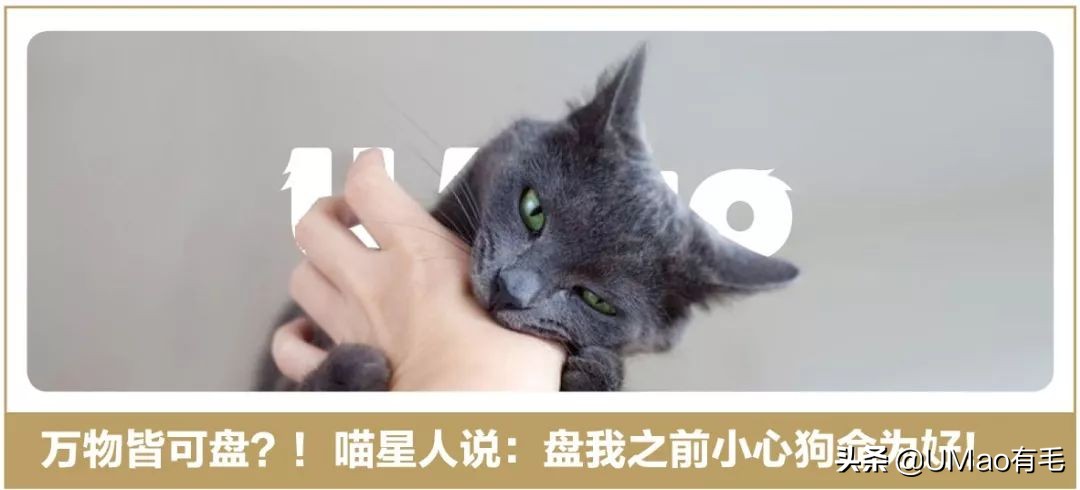 只刷啥是佩奇！那些被夺去猪年C位的小可爱你忘了吗？！