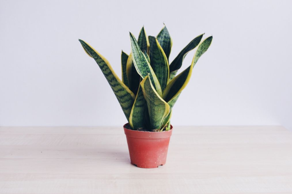 办公室适合吸甲醛的植物,办公室除甲醛的植物哪些最好