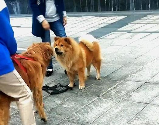 金毛比较温顺,金毛温顺嘛