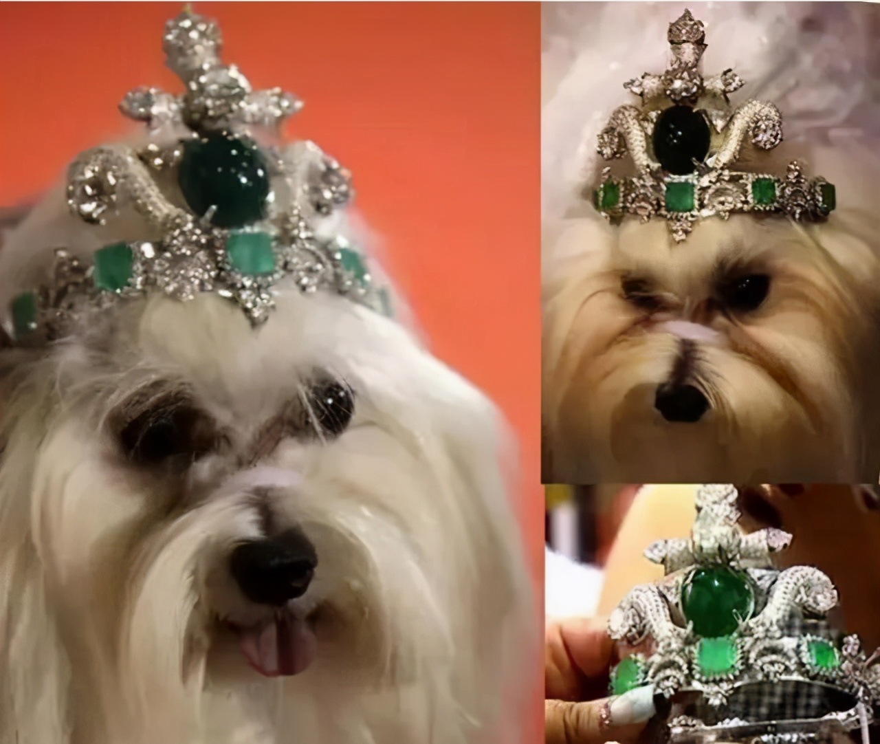 宠物戴的珠宝，来看看你能买得起几件？