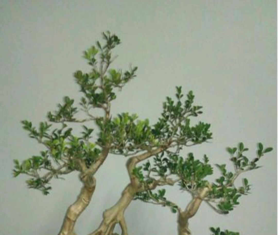 黄杨盆景怎样养护,黄杨树桩盆景制作与养护