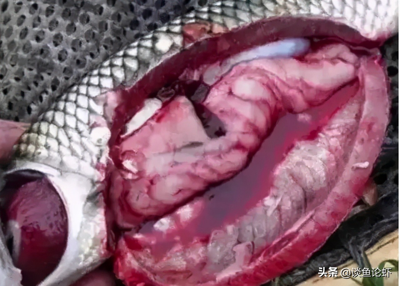 淡水鱼细菌性败血症的病理变化,淡水鱼细菌性败血症影响