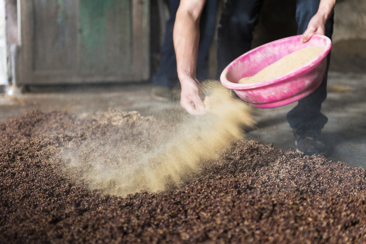酒糟喂牛利与弊你都知道多少,酒糟喂羊好处与坏处