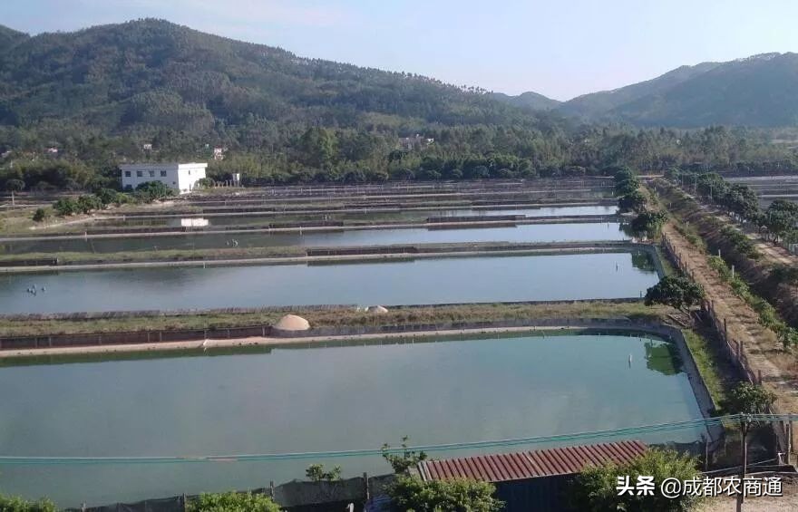 河南适合养殖哪种甲鱼,甲鱼的养殖方法