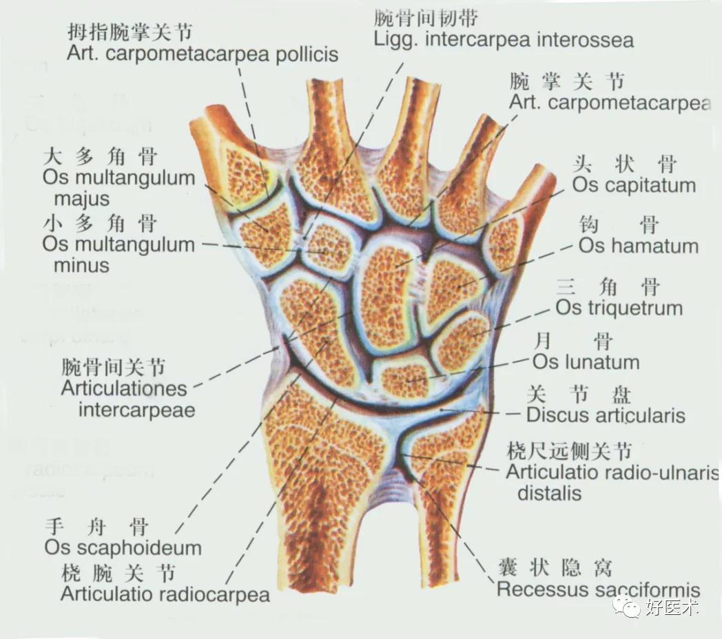 90条韧带的精细解剖、起止点及分布走形，收藏走起