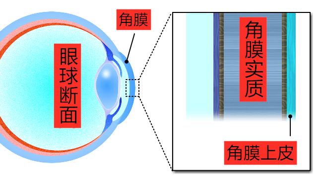 撸猫福音读懂猫咪这18个肢体语言,科学的撸猫