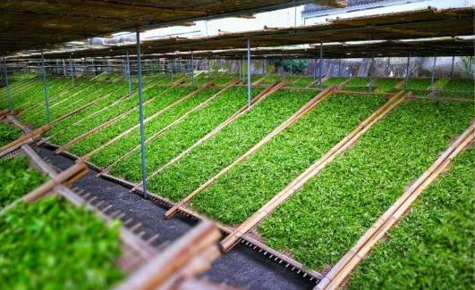 白茶常见的萎凋工艺有几种,白茶制作工艺简单只有萎凋