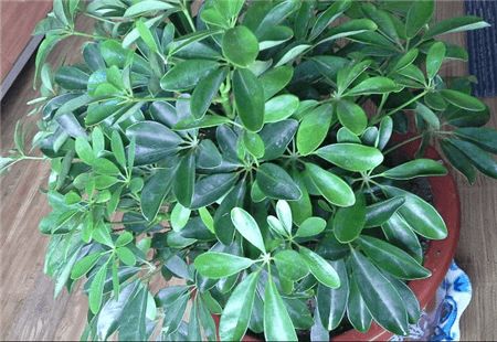 新房放什么植物吸甲醛效果好,吸甲醛最好的植物花卉是哪几种