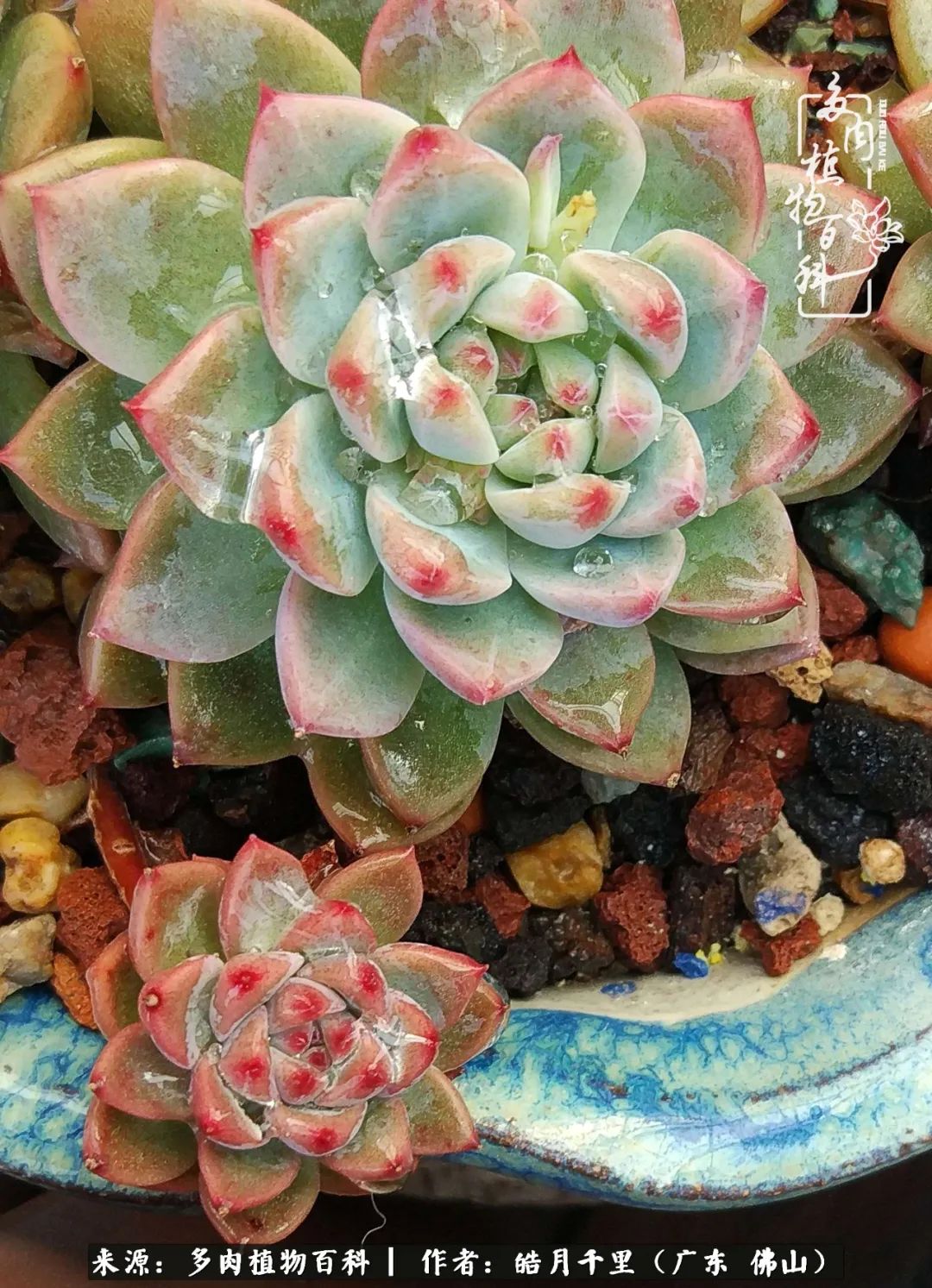 多肉娇气养不活多肉的10个秘密,养多肉是件很治愈的事情